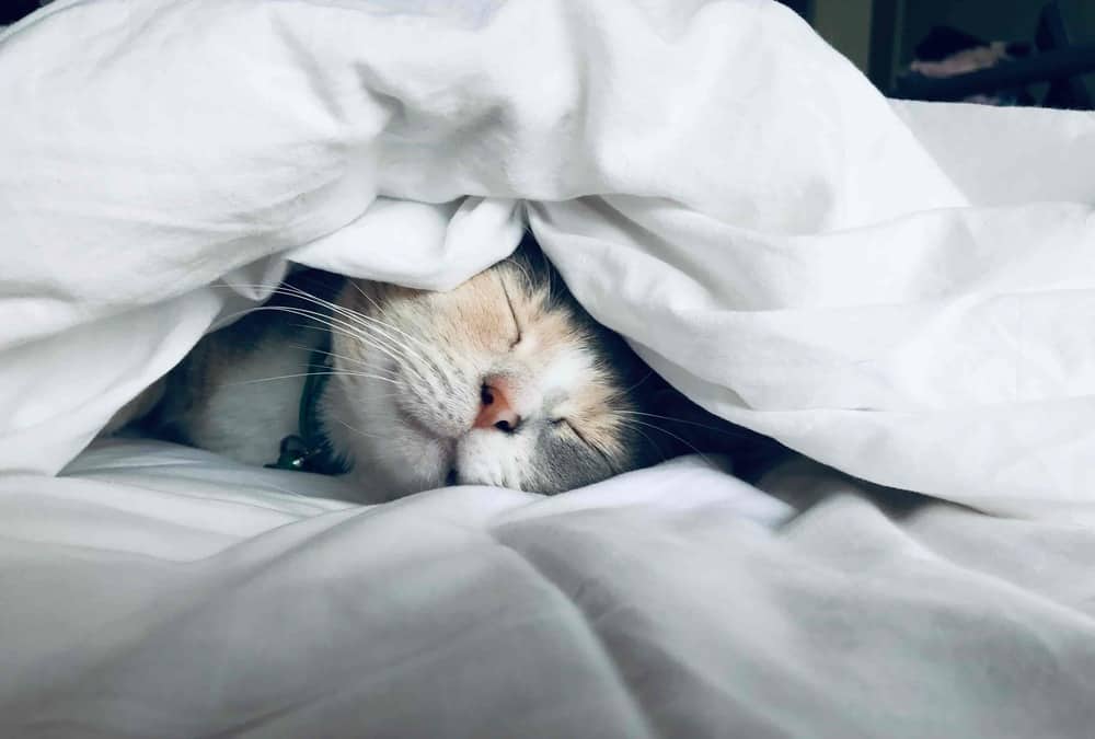 balooworld bed sheet linen sleeping cat